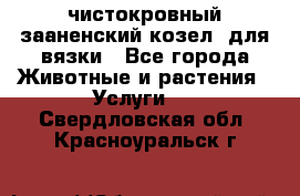 чистокровный зааненский козел  для вязки - Все города Животные и растения » Услуги   . Свердловская обл.,Красноуральск г.